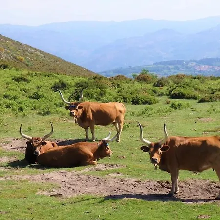 House Of Serra Da Cabreira *